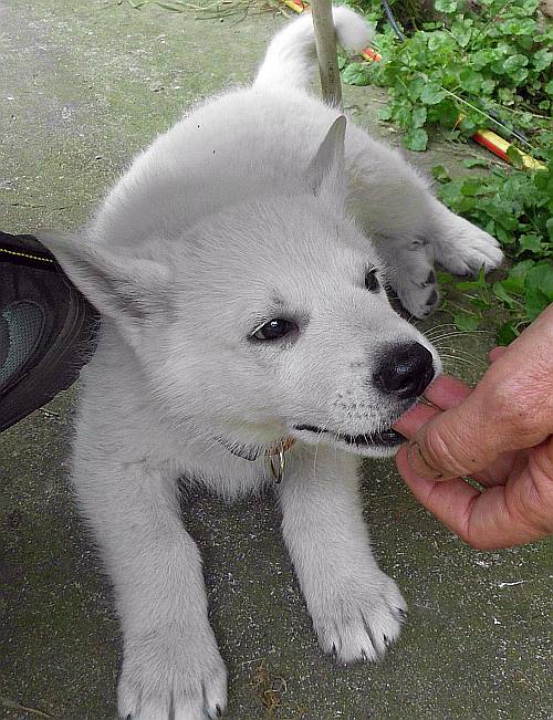 Weisser Schferhundwelpe von den Grenzgngern